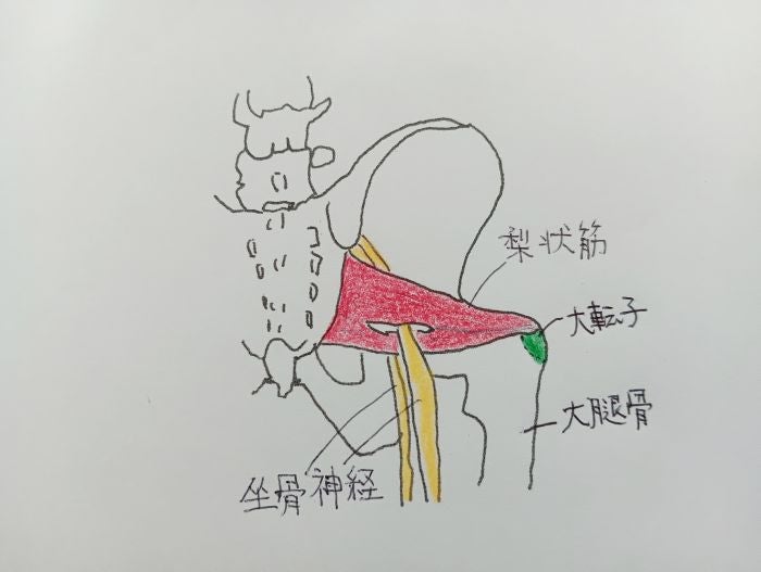 骨盤まわりの梨状筋と坐骨神経の位置を示したイラスト